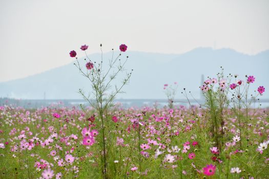 A stunning pink cosmos flower field in full bloom against a hazy mountain backdrop. Perfect for nature lovers.