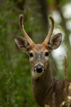 A close-up of a deer in a lush green forest, showcasing wildlife beauty and nature's serenity.
