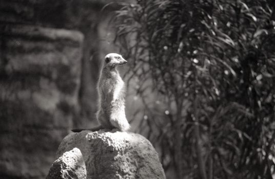 A grayscale photo of a meerkat standing on a rock, captured in Taipei Zoo, Taiwan.