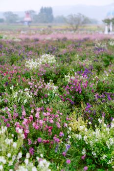 A lush meadow filled with colorful spring flowers under a bright sky.