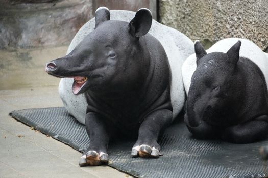 A pair of Baird's tapirs relaxing in an enclosure at the Taipei Zoo.