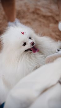 A cute white Pomeranian dog with a red heart sticker on its head looking joyful.