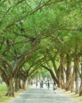 Peaceful walk beneath lush banyon trees in a serene park setting in Guangzhou, China.