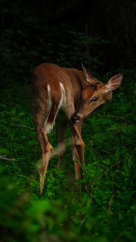 A young deer stands amidst lush greenery in College Park, MD forest.