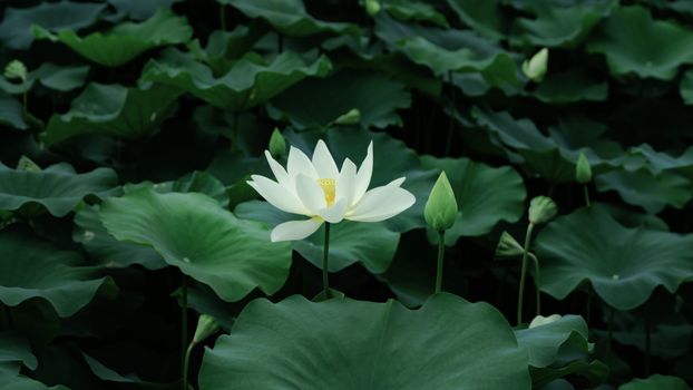 A delicate white lotus flower blooms amidst lush green leaves, creating a tranquil scene.