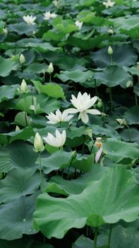 Serene image of white lotus blooms and green leaves in a tranquil pond setting.