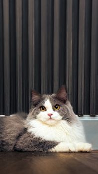 Adorable fluffy cat with striking eyes sitting comfortably indoors.