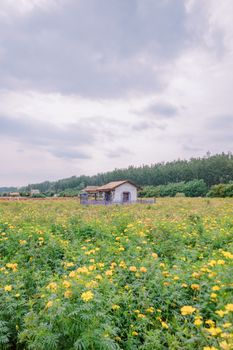 A scenic view of a rustic cottage surrounded by a vibrant yellow wildflower field under a cloudy sky.