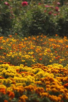 Vibrant marigold flowers in bloom, showcasing a sunny springtime nature scene.
