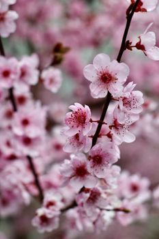 Beautiful close-up of pink cherry blossoms in full bloom, capturing the essence of spring in Shanghai, China.