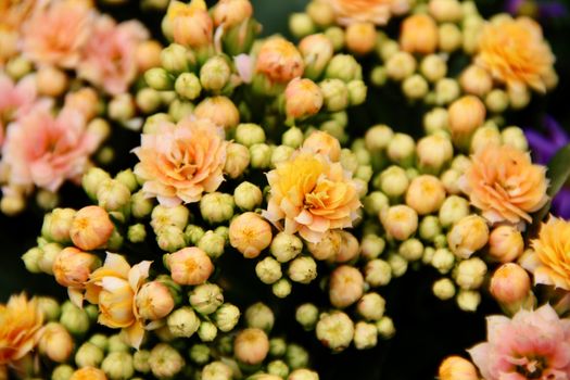 A detailed view of blooming Kalanchoe flowers with vibrant yellow and peach hues.