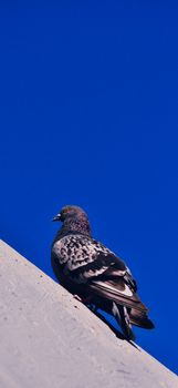 A pigeon perches on a ledge with a vibrant blue sky backdrop, highlighting its feather patterns.