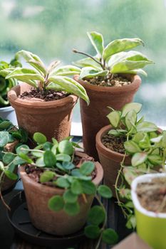 Vibrant indoor plants in terracotta pots basking in sunlight, ideal for home decor.