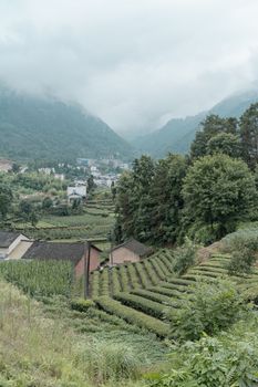 A scenic view of terraced tea plantations in a foggy mountain village, showcasing rural countryside life.