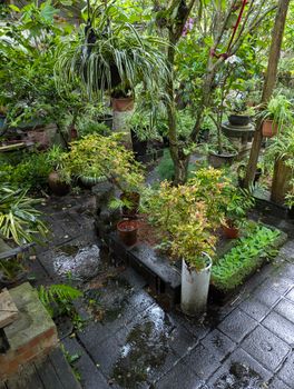 Peaceful courtyard with vibrant plants and standing water after rainfall in New Taipei City, Taiwan.