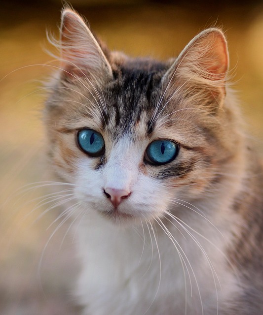 宠物素材 - 猫 /  蓝眼睛 /  宠物 /  猫科动物 /  猫的眼睛 /  动物 /  棕色猫 /  棕色的眼睛 /  棕色的宠物