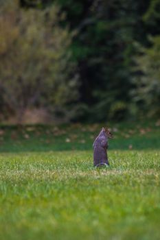 A solitary grey squirrel forages in a vibrant grassy field in Glasgow, Scotland.