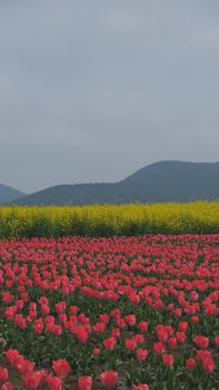 Vibrant field of pink tulips and yellow rapeseed blossoms under cloudy skies with mountain backdrop.
