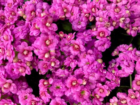 Bright cluster of pink Kalanchoe Blossfeldiana flowers, showcasing vibrant blooms and lush petals.