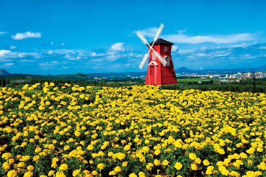 Bright field of yellow flowers with a red windmill under a blue sky, showcasing nature's vivid colors.