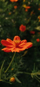 Close-up shot of a vibrant orange cosmos flower against a blurred green background, perfect for nature-themed projects.