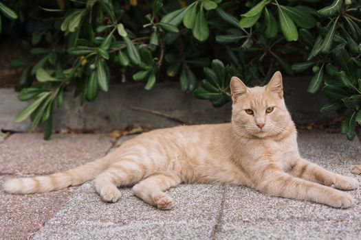 A ginger cat comfortably lying on a stone pavement in Istanbul, Türkiye, amidst lush greenery.