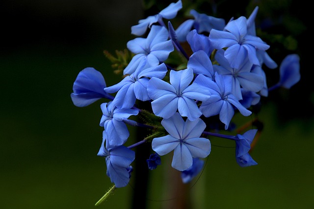 雪花素材 - 开普 leadwort /  花朵 /  花壁纸 /  植物 /  美丽的花朵 /  白榕 /  蓝色花朵 /  花卉背景 /  花园 /  自然 /  盛开 /  园艺 /  植物群 /  夏天
